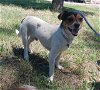 adoptable Dog in chico, CA named ISHMEAL