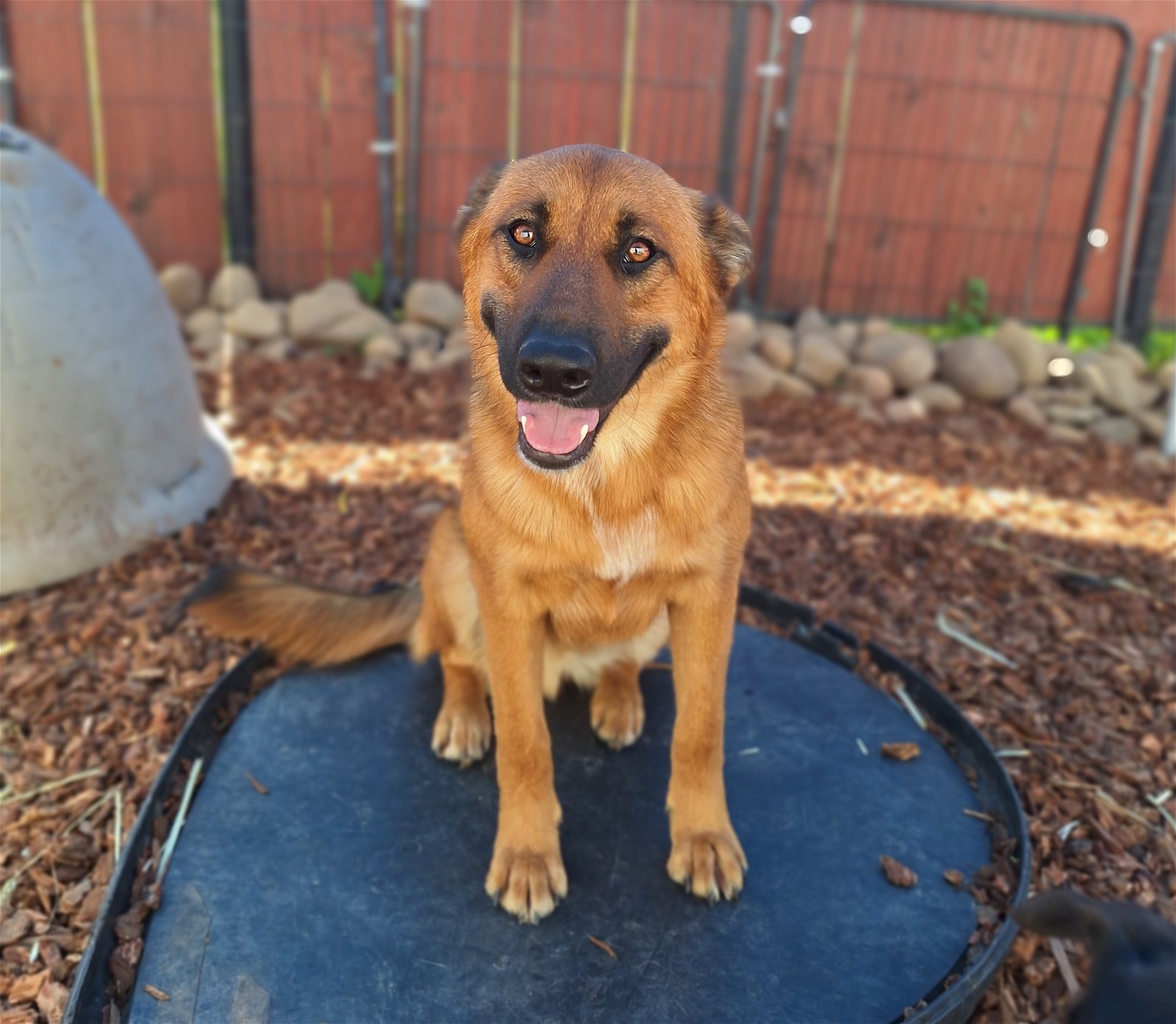 adoptable Dog in Chico, CA named LEONARDO