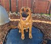 adoptable Dog in chico, CA named LEONARDO