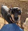 adoptable Dog in chico, CA named HOOK