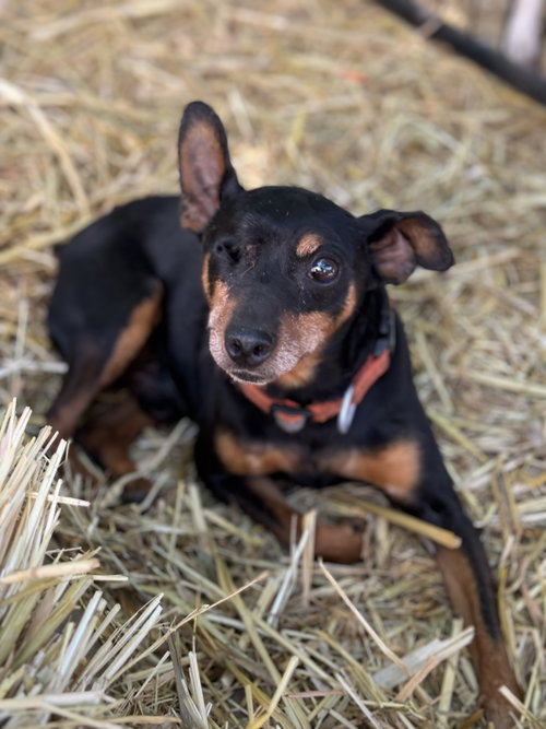 HOOK - Miniature Pinscher available for adoption
