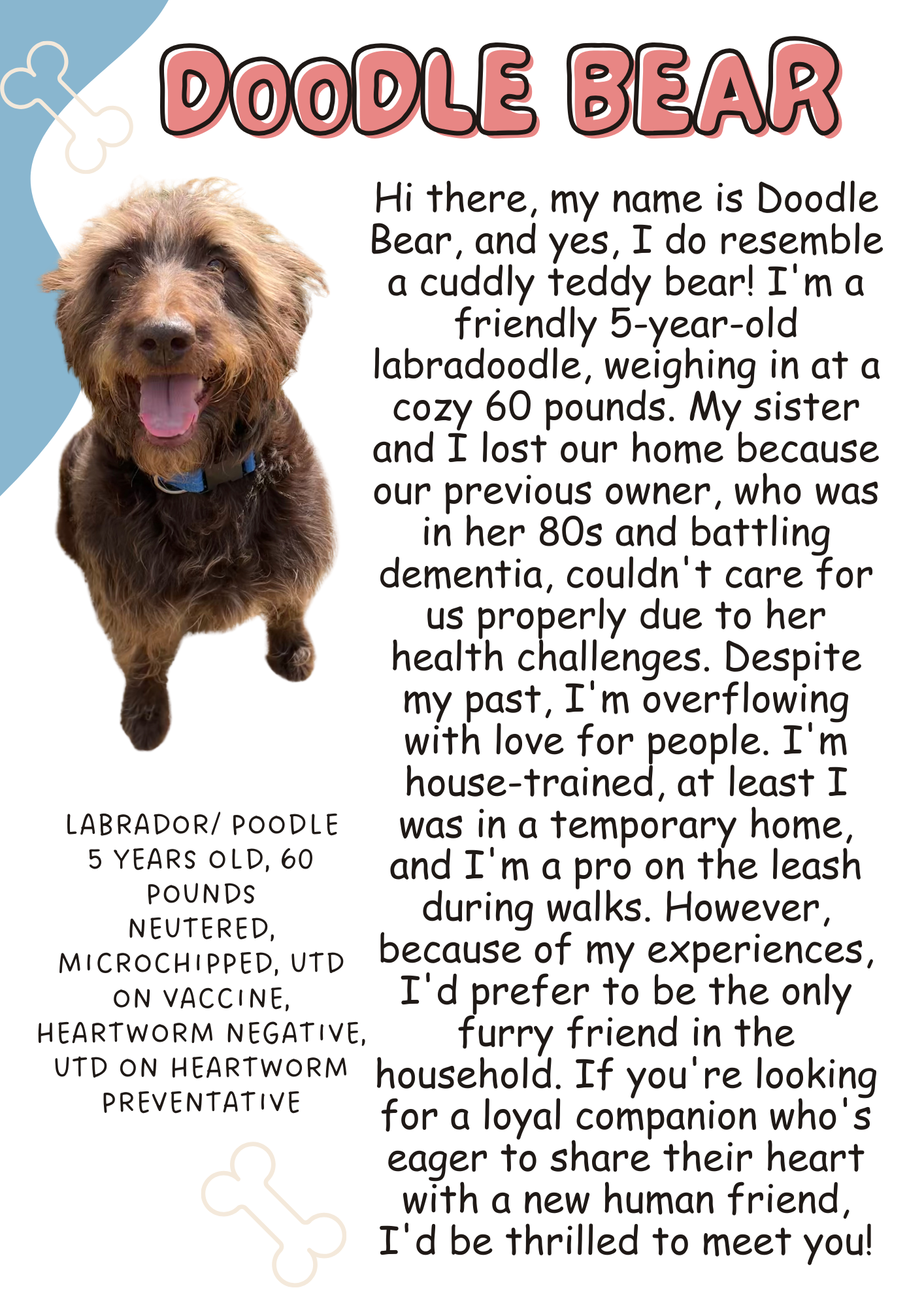 adoptable Dog in Chico, CA named Doodle Bear