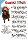 adoptable Dog in chico, CA named Doodle Bear