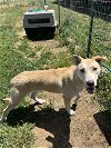 adoptable Dog in  named ROMAN