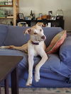 adoptable Dog in chico, CA named ROMAN