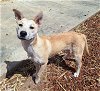 adoptable Dog in chico, CA named MONICA