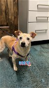 adoptable Dog in chico, ca, CA named CHEECH