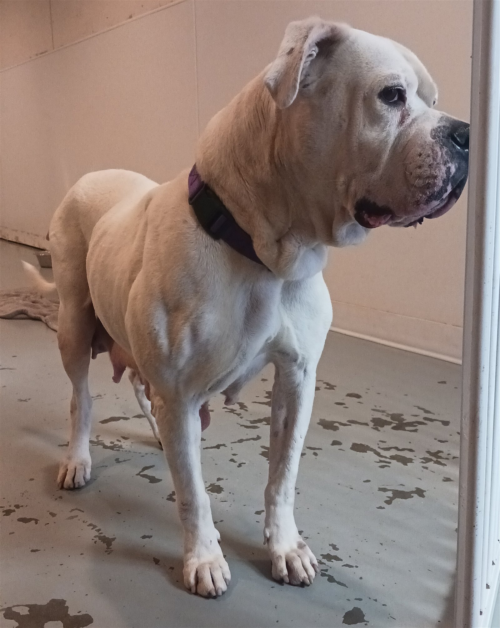 adoptable Dog in Chico, CA named Bellatrix