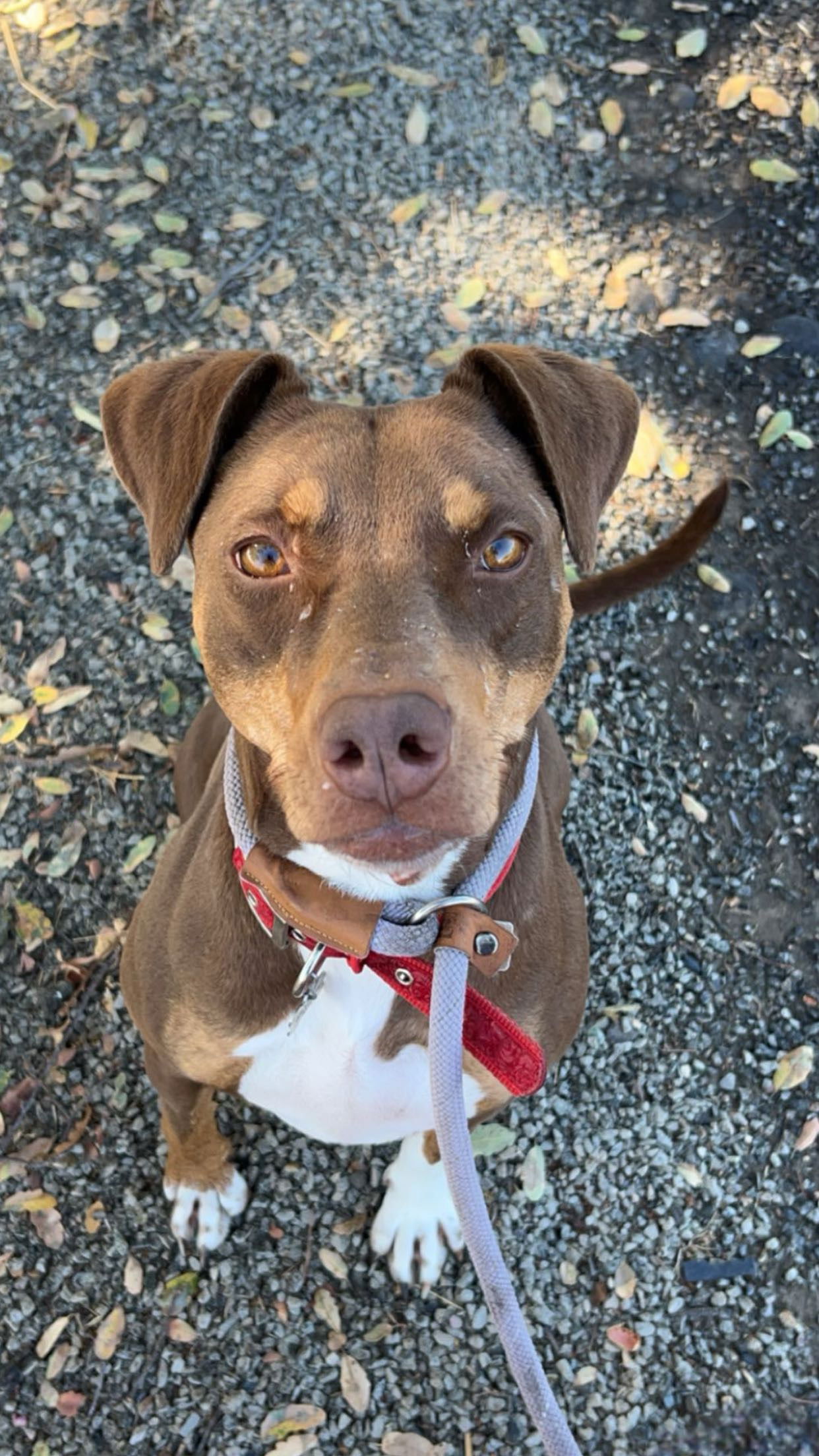 adoptable Dog in Chico, CA named ALMOND