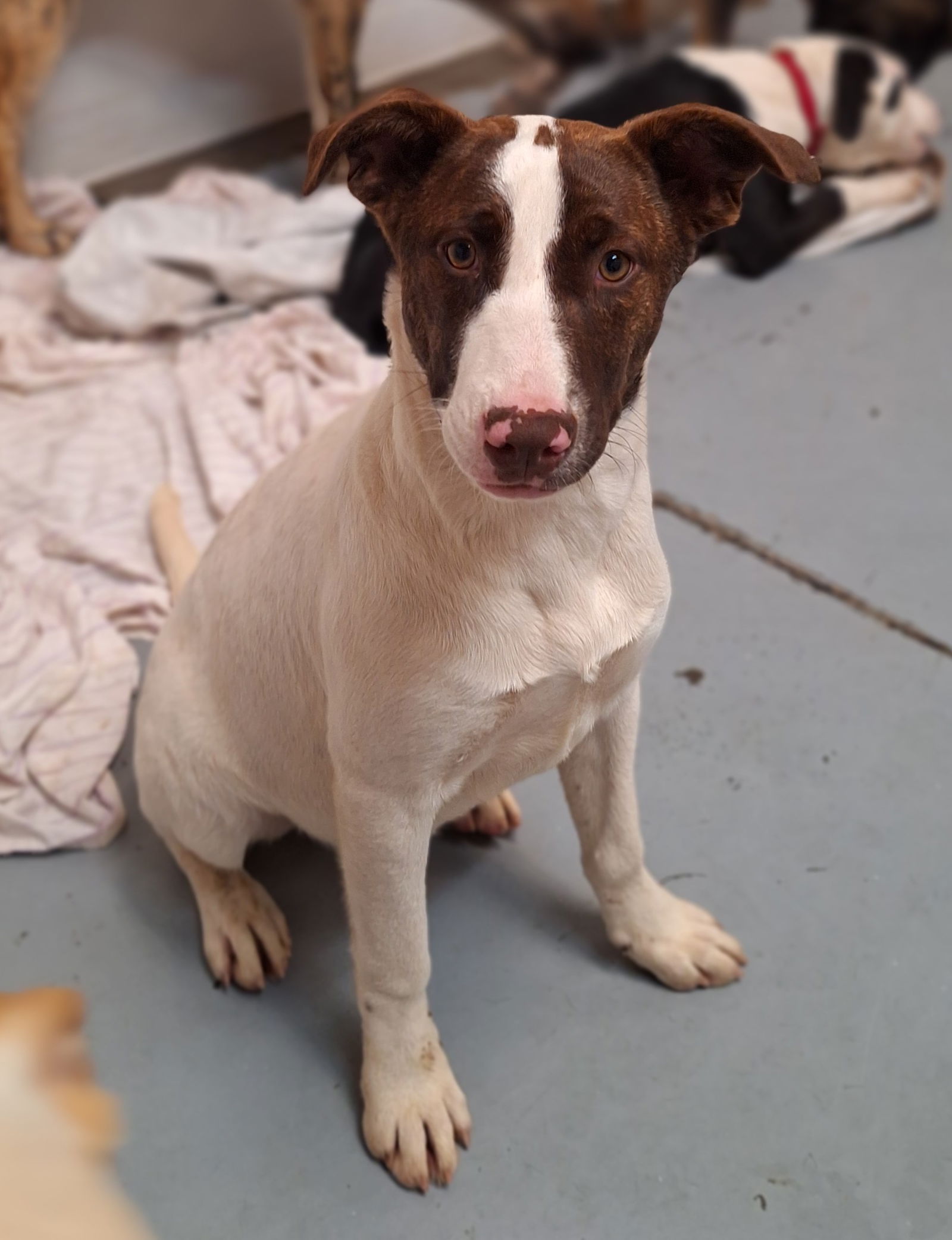 adoptable Dog in Chico, CA named LOLA BUNNY