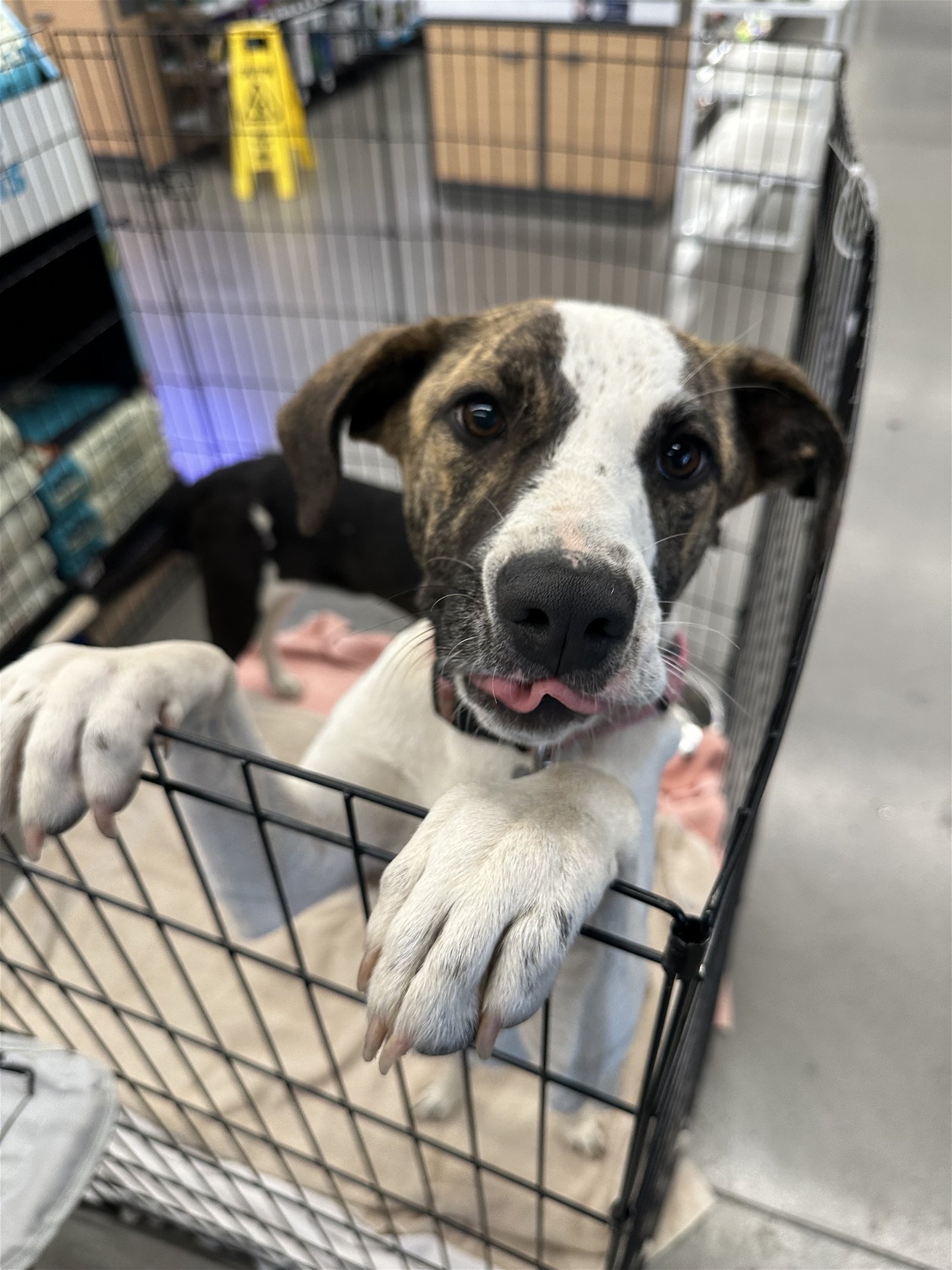 adoptable Dog in Chico, CA named BUGS BUNNY