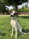 adoptable Dog in Chico, CA named Merida