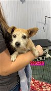 adoptable Dog in chico, ca, CA named CHA CHA