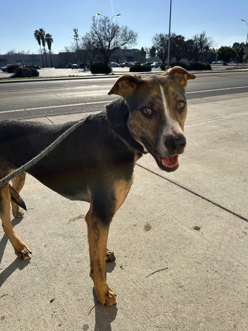 MARLEY - Doberman Pinscher / Mountain Dog available for adoption