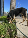 MARLEY - Photo 3