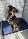 adoptable Dog in chico, CA named MARLEY