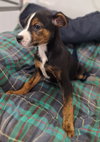 MARLEY - Photo 4