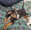MARLEY - Photo 5