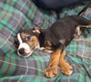 MARLEY - Photo 6