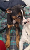 MARLEY - Photo 7
