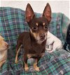 adoptable Dog in chico, ca, CA named BROWNIE BITE