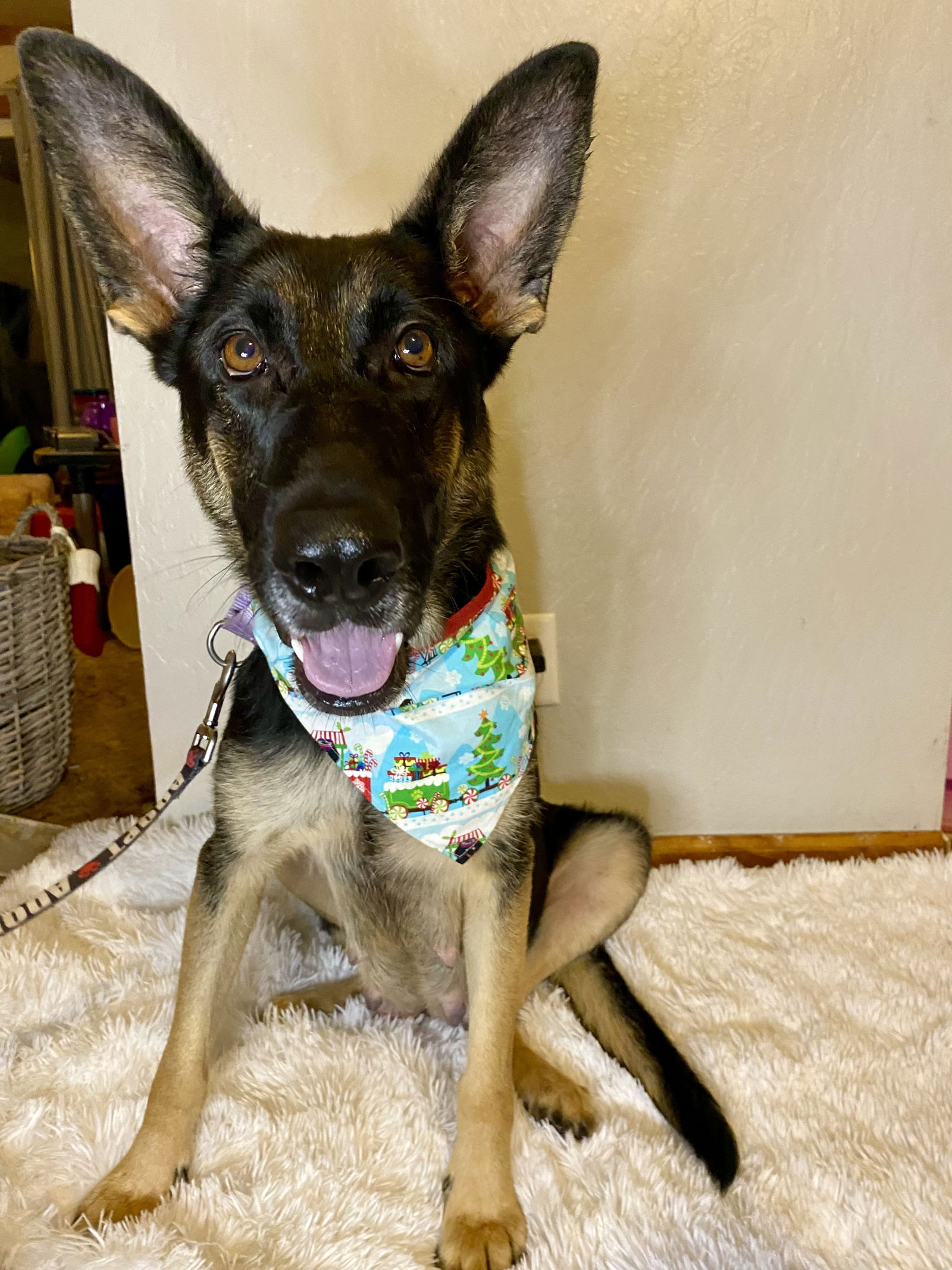 adoptable Dog in Chico, CA named JOURNEY