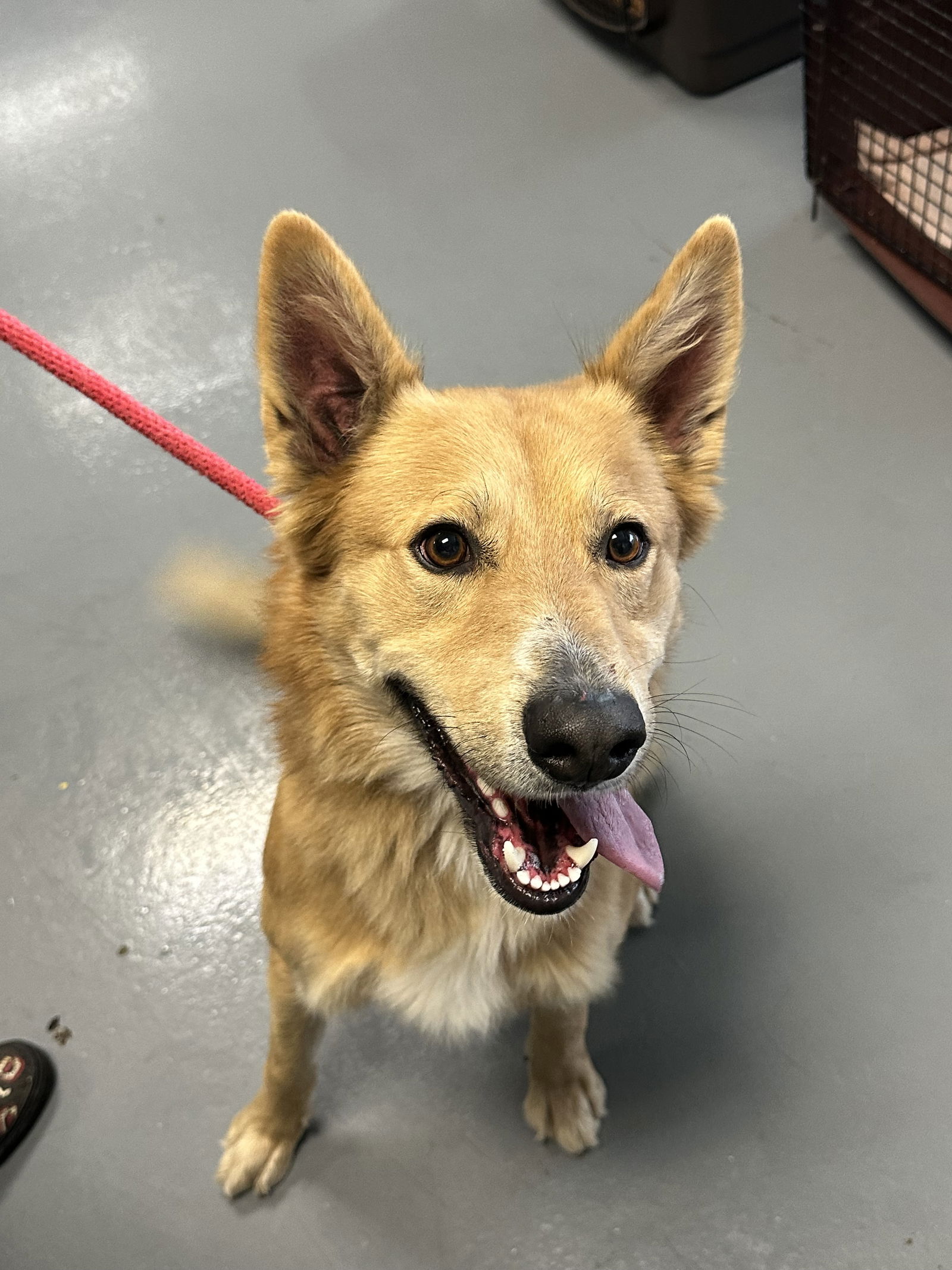 Dog for Adoption - LOBO, a Golden Retriever in Butte County, CA | Alpha Paw