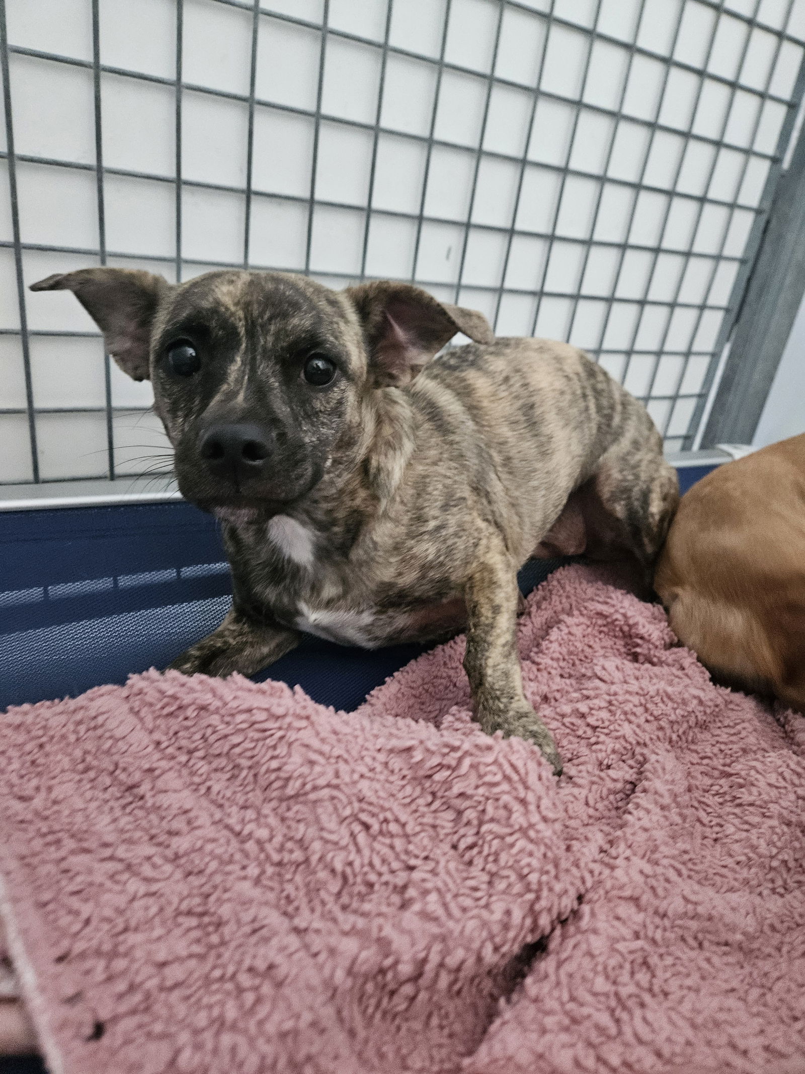 adoptable Dog in Chico, CA named FAIRY