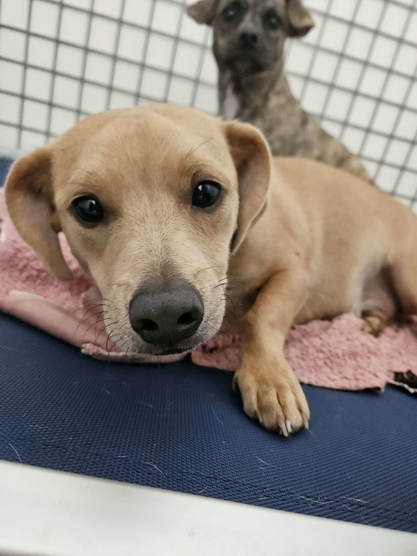 adoptable Dog in Chico, CA named DRAGON