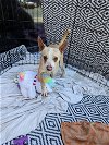 adoptable Dog in chico, CA named SKULL