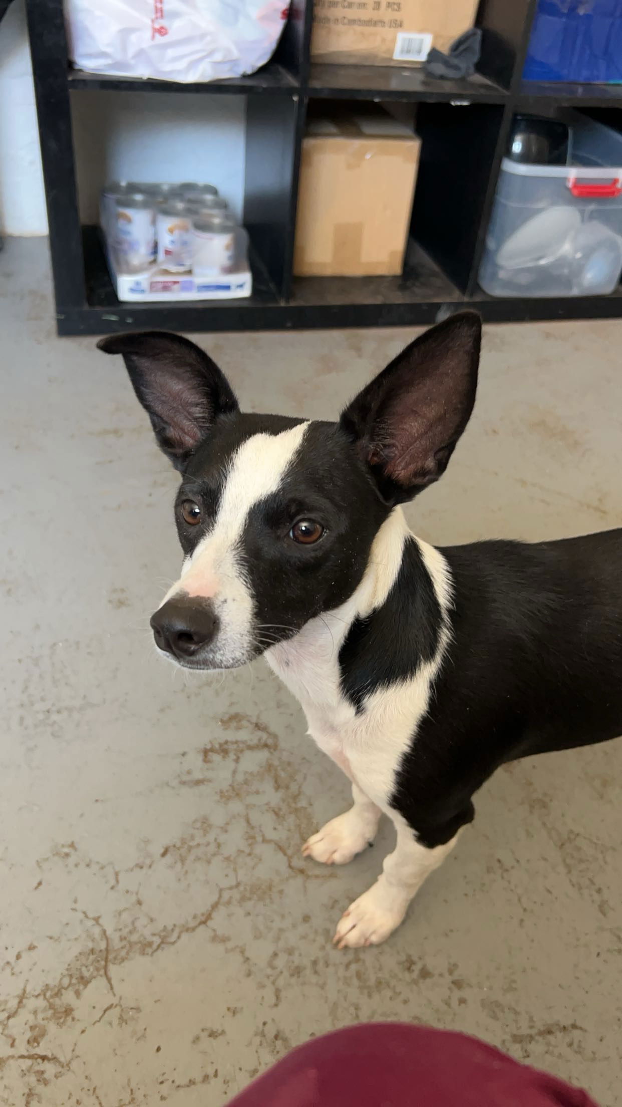 adoptable Dog in Chico, CA named MILO