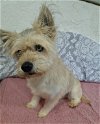 adoptable Dog in chico, CA named KIWI GUAVA