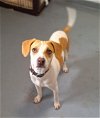 adoptable Dog in chico, CA named Tootles