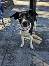 adoptable Dog in chico, CA named Slightly