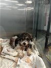 adoptable Dog in chico, CA named KODY