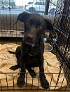 adoptable Dog in chico, ca, CA named CHARGERS