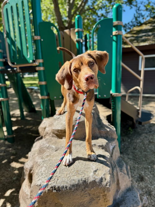 picture of the dog needing adoption