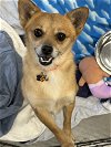 adoptable Dog in chico, CA named DWIGHT