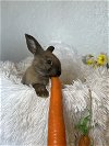 adoptable Rabbit in chico, CA named Hare E Styles