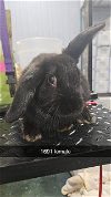 adoptable Rabbit in  named Padme Amidala Hops