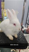 adoptable Rabbit in chico, CA named Thumpelina
