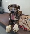 adoptable Dog in chico, CA named Gudetama
