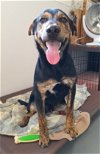 adoptable Dog in chico, CA named Pandapple