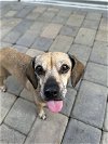 adoptable Dog in  named MAYBELLE