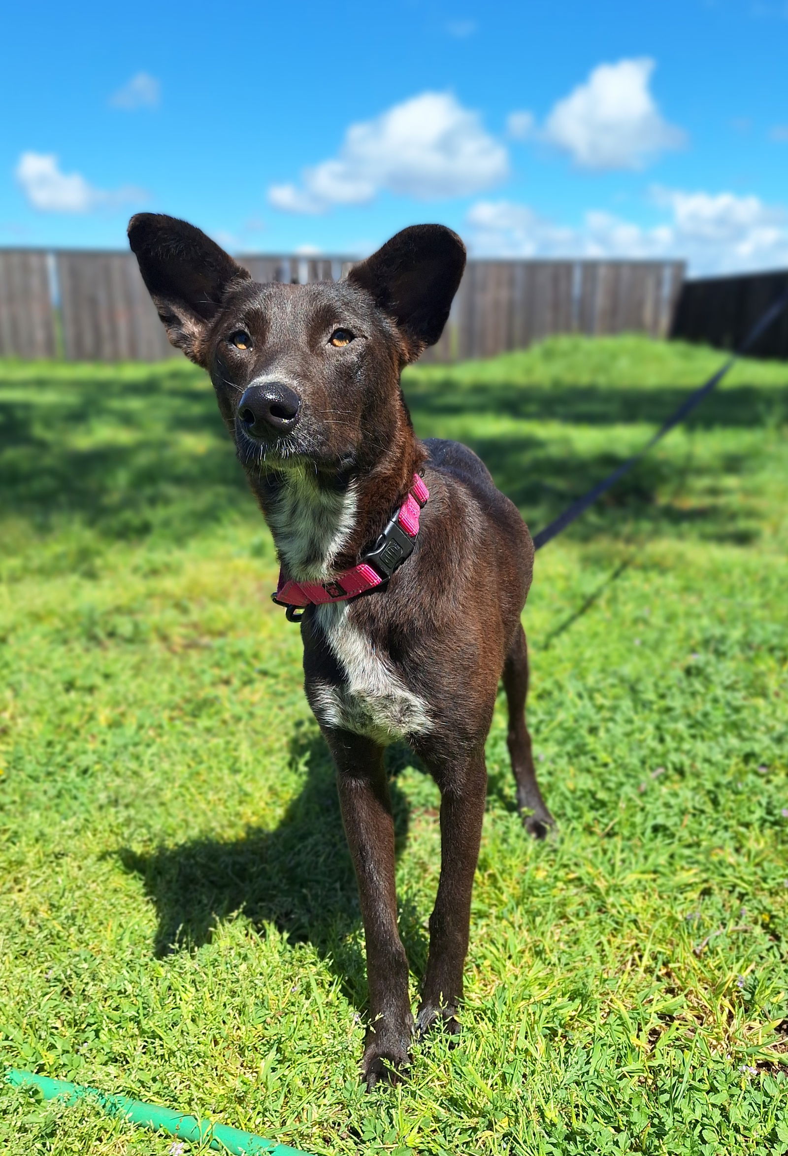 adoptable Dog in Chico, CA named RED VELVET