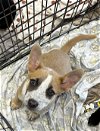 adoptable Dog in chico, CA named NATASHA FATALE