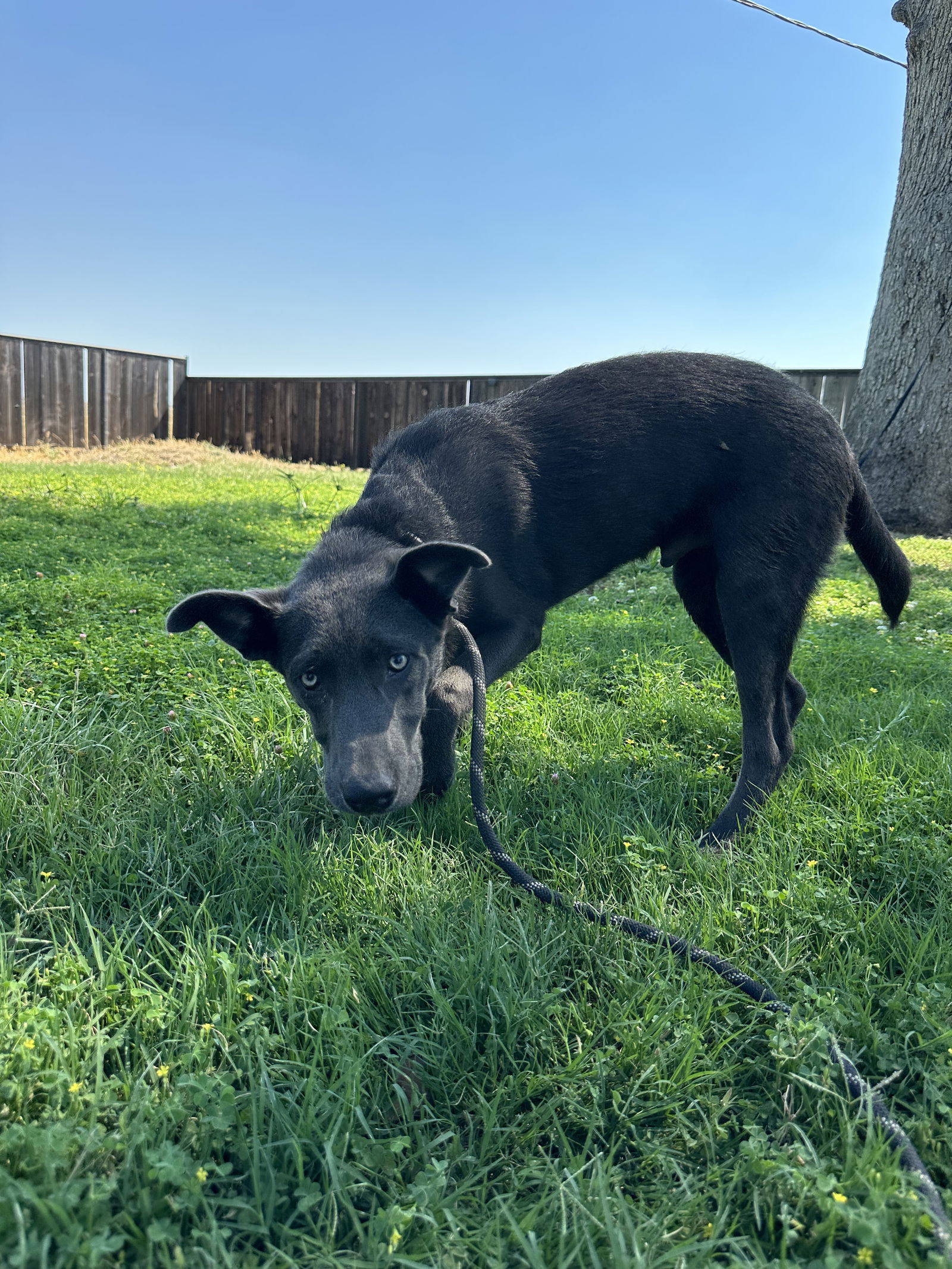 adoptable Dog in Chico, CA named ROCKET J