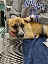 adoptable Dog in chico, ca, CA named CHERRY