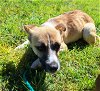 adoptable Dog in chico, CA named CHERRY