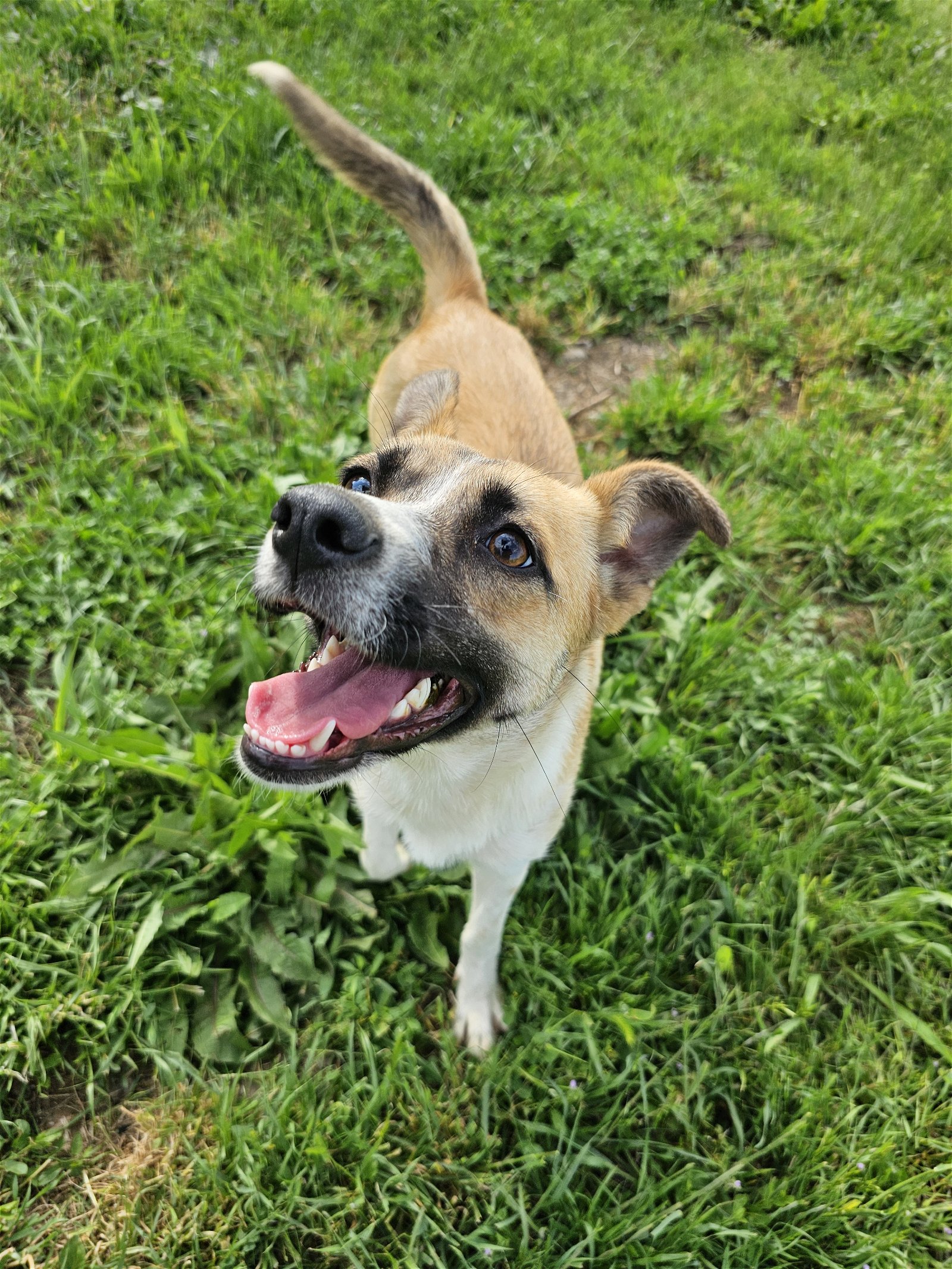 adoptable Dog in Chico, CA named CHERRY